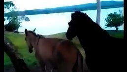 A Wild Horse Fucking Orgy: Nature's Animal Sex Spectacle!