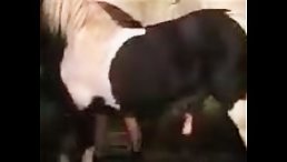 WARNING: Shocking Video of Bestiality Porn - Crazy Horse F*cking Girl!