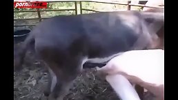 Poor Man Experiences Anal Sex with an Animal for the First Time!