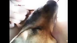 Adorable Moment Captured: Teen Curve Loving Dog Licking with Love!