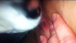 Pup's Perfect Palate: Delicious Delight in Doggy Licking!
