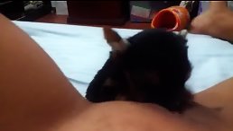 Unbelievable Sight: Little Pet Licking Its Owner's Pussy!