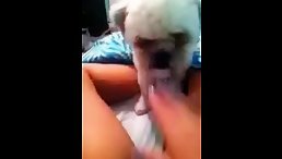 Adorable Moment: Little Dog Licks Pussy and Brings a Smile to Everyone's Face!
