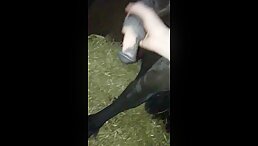 Witness the Wildest Culinary Delights with Horse Fucking Cook Show Porn Part 1!