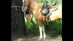 Shock and Awe: Sucking an Enormous Horse's Dick Hard!
