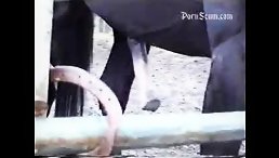 Girl's Unthinkable Encounter with Horse Leads to an Unexpected and Unforgettable Moment!