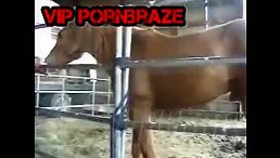 Man Fulfills Dream of Fucking a Horse!