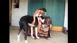 Lucky Big Dog Gets an Unforgettable Public Encounter with Curly Girl!