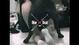 A Disturbing Scene of Furry Orgy: Black Dogs Fucking a Human!