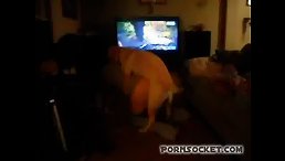 Unbelievable! Get Ready for the Most Entertaining Dinner Ever with Dog Porn!