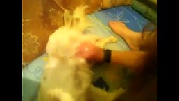 Warning: Shocking Video of Horny Girl Masturbating with Dog Porn!