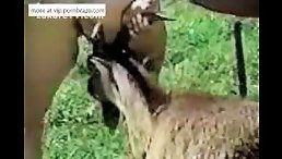 Girls Bear Witness to Animal Sex in Public: A Shocking Story!