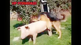 Unbelievable: Dog Makes History by Fucking a Pig!